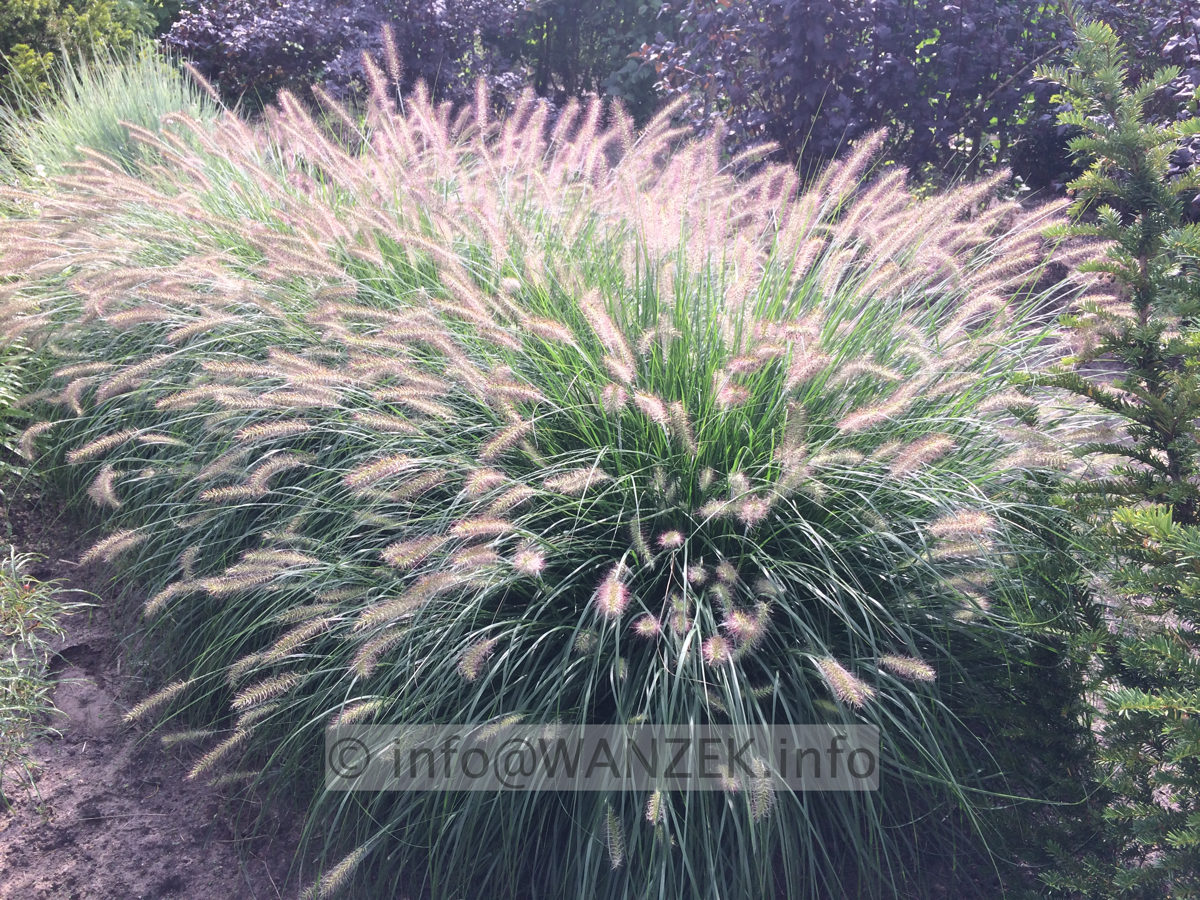 Pennisetum alopecuroides 01.JPG